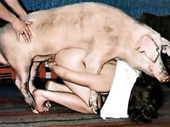 Wild orgy with a pig
