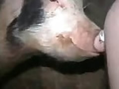 Pig likes licks wet vagina