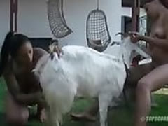 Two Brazilian girl fuck with a goat